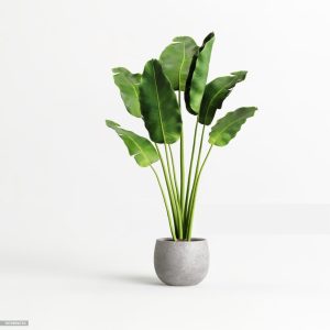 potted banana plant isolated on white background