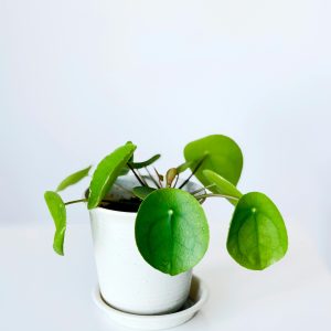 Minimalist image of a Chinese money plant in a pot with a white background, perfect for modern decor themes.