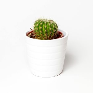 A small round cactus in a white pot, captured with minimalist style against a plain white background.